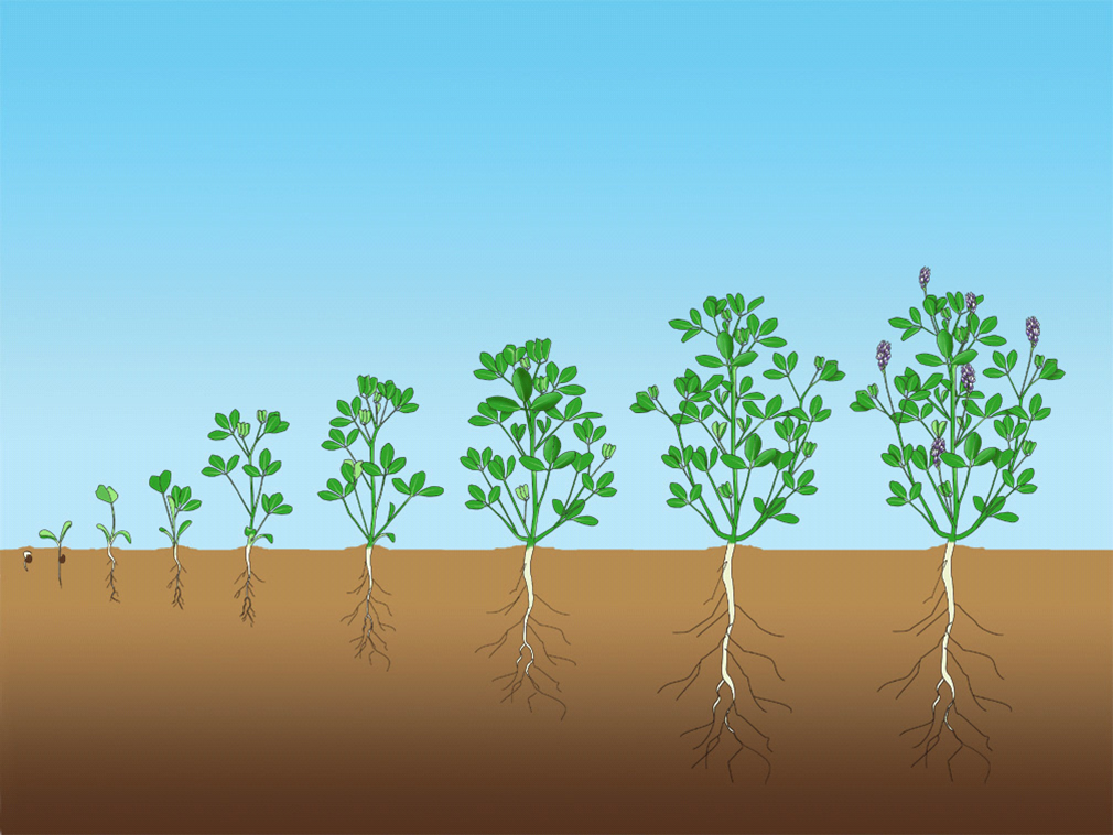 Stages Of Alfalfa Growth